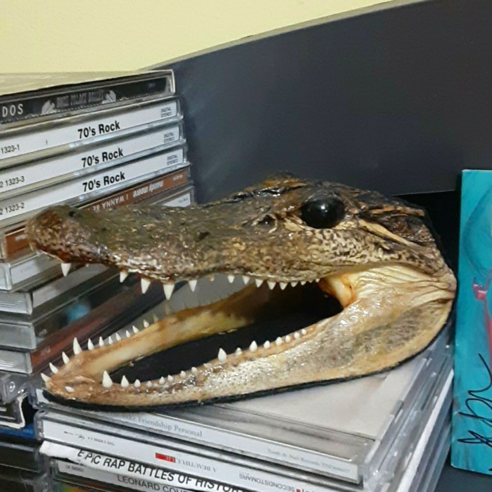 Gator head